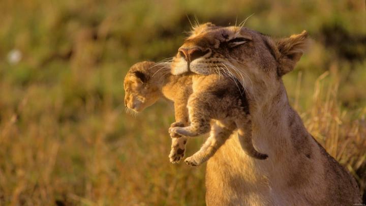 [47+] HD Animal Wallpaper 1920x1080 