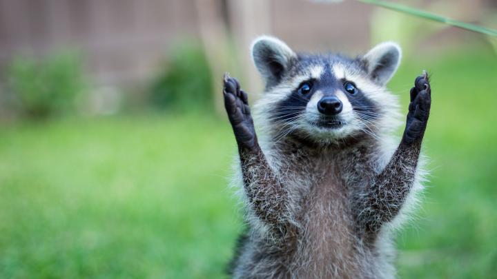 Cute Animal Wallpapers for Desktop (54+ images)