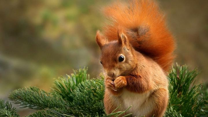 [49+] HD Animals Wallpaper 