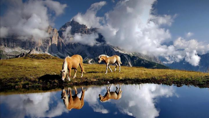 Cool Horse Backgrounds (57+ images)