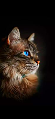 Ultra - HD 4k || Cat mobile wallpapers 1920x1080 free download for mobile
