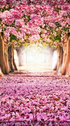 Nature Wallpaper Wallpaper Hd Download For Android Mobile 2020 - pic-focus