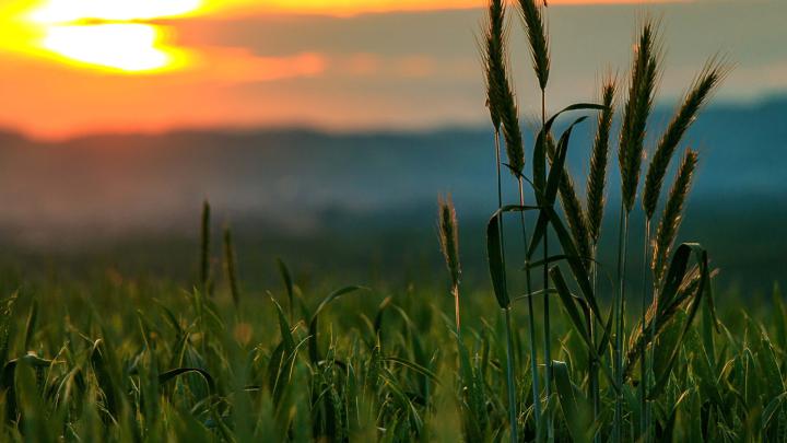 Wheat Sunset Wallpaper for Desktop 1920x1080 Full HD