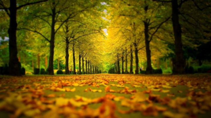 Autumn Park Wallpaper for Desktop 1920x1080 Full HD