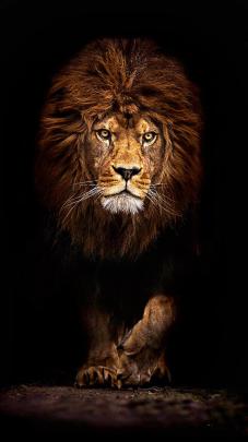 4K Ultra HD Lion Wallpapers - Top Free 4K Ultra HD Lion Backgrounds 