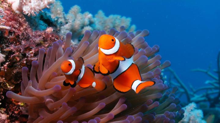10 New Hd Wallpapers 1080P Underwater FULL HD 1920\u00d71080 For PC Desktop 2021