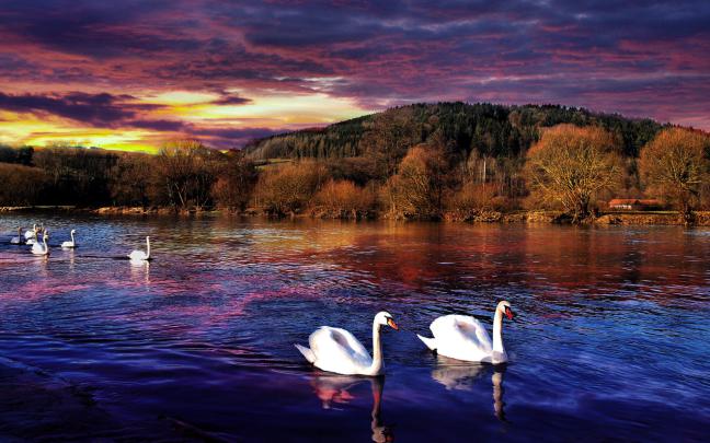 Swan Lake Wallpaper for Widescreen Desktop PC 1920x1080 Full HD