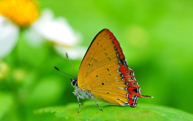 Wallpaper Images Hd Full Screen 3D \/ Free Full Screen Desktop 