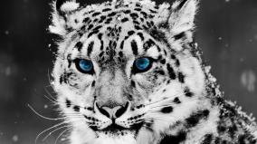 Full Hd Animal Wallpaper 1920x1080