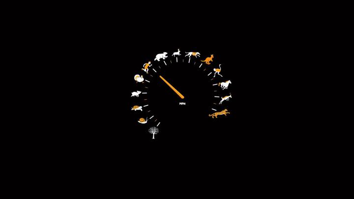 Animal Speedometer Funny Wallpapers HD \/ Desktop and Mobile Backgrounds