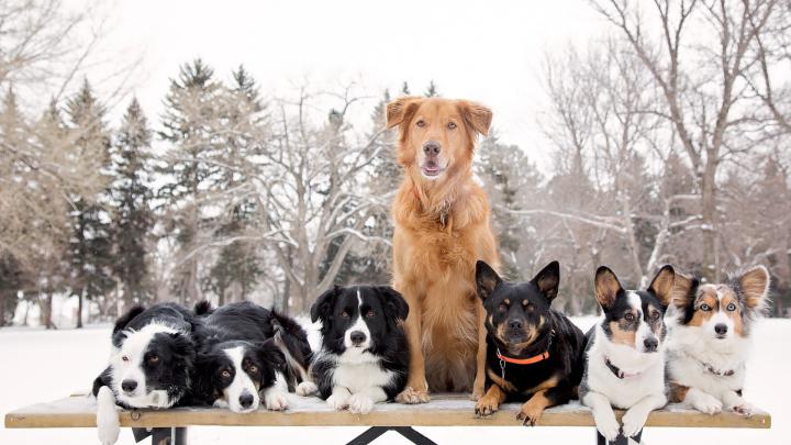 Animal Images HD, Funny Wallpapers, HD Wallpaper, Download Animal 