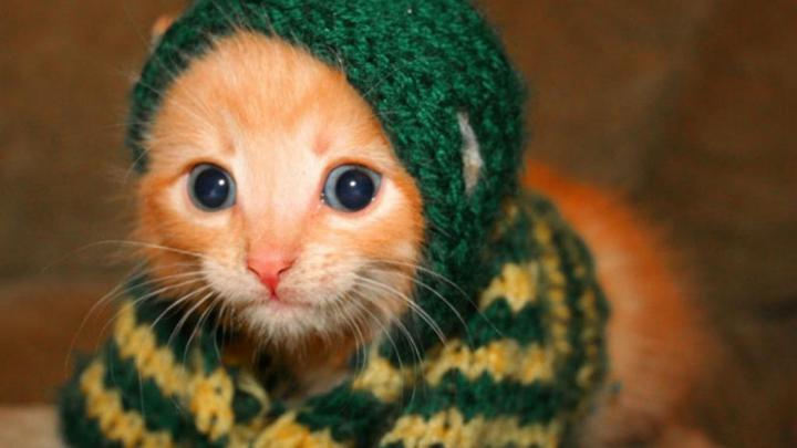 Animal Images HD, Funny Wallpapers, HD Wallpaper, Cute Animals, Best 