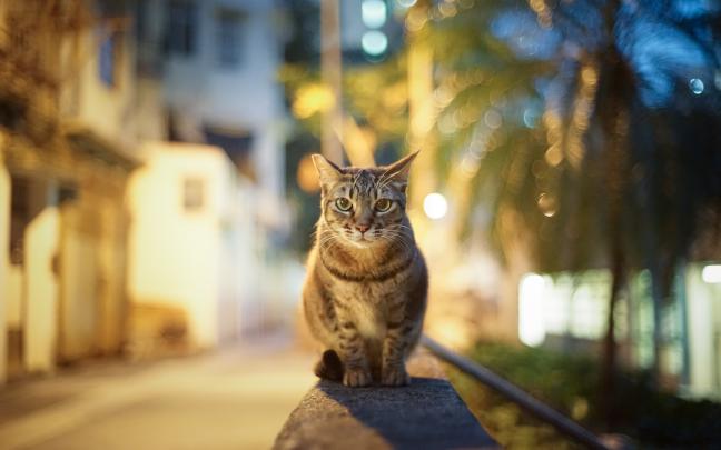 cat, Blurred, Animals, Bokeh Wallpapers HD \/ Desktop and Mobile Backgrounds