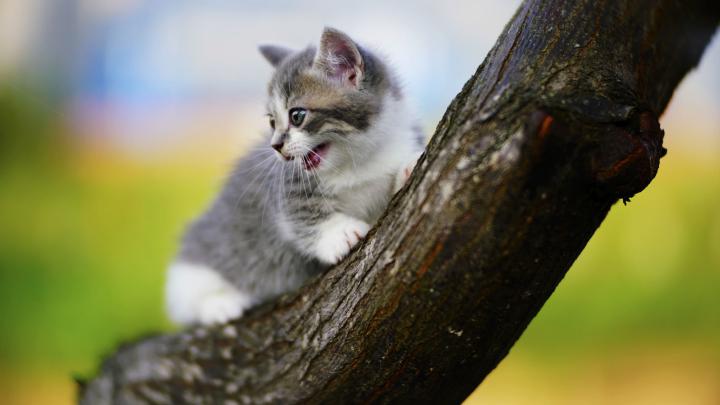 animals, Cat Wallpapers HD \/ Desktop and Mobile Backgrounds