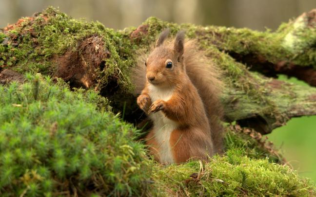 squirrel Wallpapers HD \/ Desktop and Mobile Backgrounds