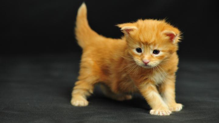 Animal Images HD, Funny Wallpapers, Download Animal Photos, Cute 
