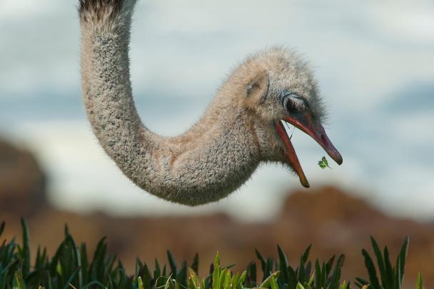ostrich, Head, Animals Wallpapers HD \/ Desktop and Mobile Backgrounds