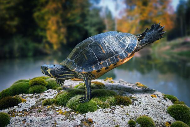 turtle, Breakdance Wallpapers HD \/ Desktop and Mobile Backgrounds