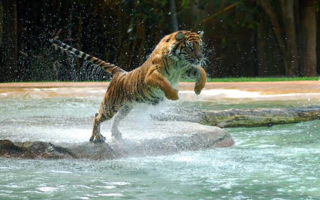 powerful, Tiger, Jump Wallpapers HD \/ Desktop and Mobile Backgrounds