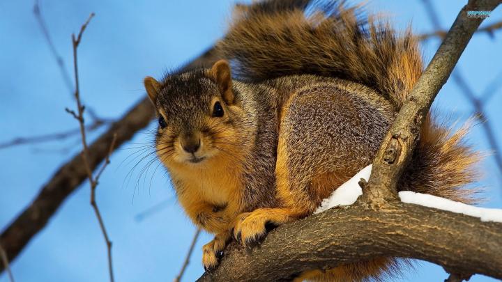 animals, Squirrels, Winter Wallpapers HD \/ Desktop and Mobile Backgrounds