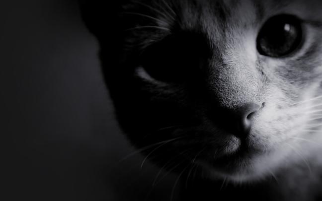 black, And, White, Cats, Animals, Kittens Wallpapers HD \/ Desktop and 