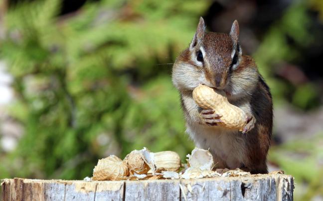 nuts, Eating, Green, Mammals, Squirrel, Food, Animals Wallpapers HD 