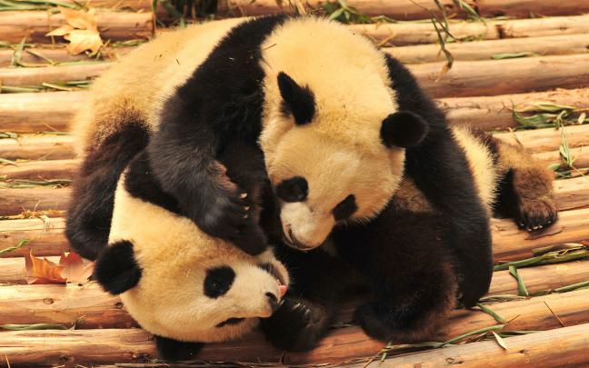 panda, Pandas, Baer, Bears, Baby, Cute, 40 Wallpapers HD \/ Desktop and 