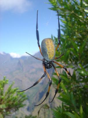 spider animals Wallpapers HD \/ Desktop and Mobile Backgrounds