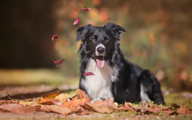 dog, Animals, Leaves, Border Collie Wallpapers HD \/ Desktop and Mobile 