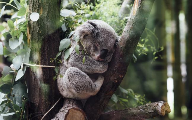 animals koalas Wallpapers HD \/ Desktop and Mobile Backgrounds