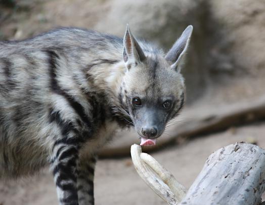 hyena Wallpapers HD \/ Desktop and Mobile Backgrounds