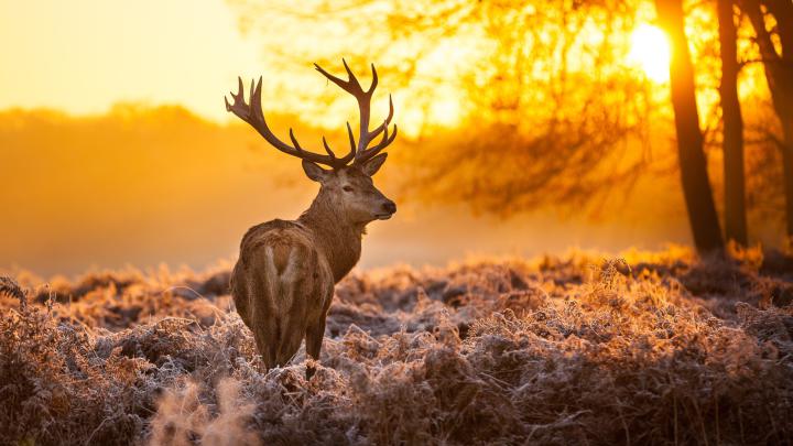 forest, Trees, Nature, Landscape, Tree, Autumn, Deer Wallpapers HD 