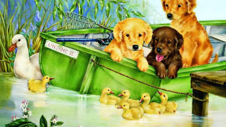 Animal Images HD, Funny Wallpapers, Screen, Download Wallpapers, Funny 