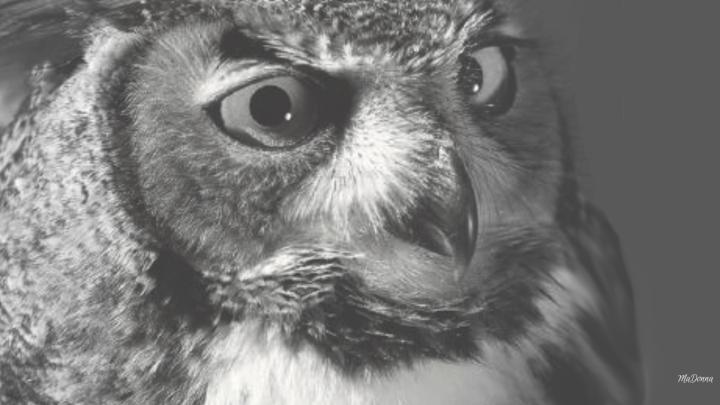 Animal Images HD, Funny Wallpapers, HD Wallpaper, Download Animal 