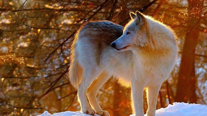 Wild Animals, Funny Wallpapers, HD Wallpaper, Download Wallpapers, High 
