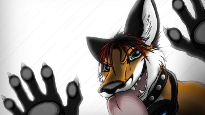 [49+] Furry Wallpaper 1920x1080 