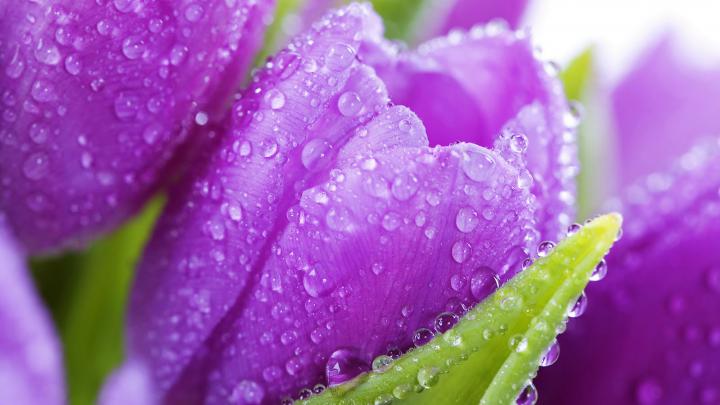 Spring Flower Wallpaper for Desktop -
