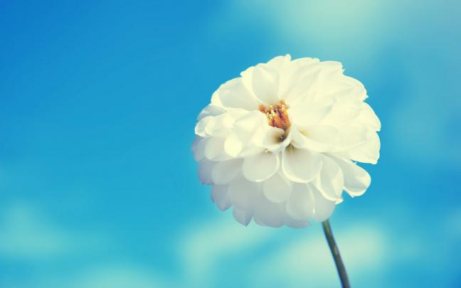 Awesome White Flower Blue HD Love Wallpaper | Love Wallpapers 