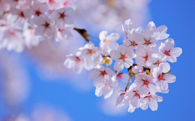 3840x2400 px Beauty cherry emotions flowers Gardens life love nature 