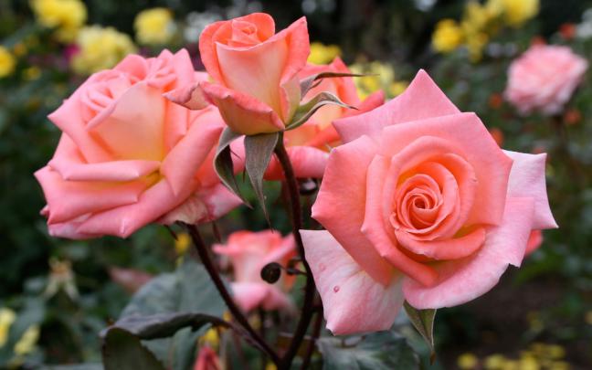 LOVE QUOTES: Flower,flower hd photos,flower wallpapers,flower pics 
