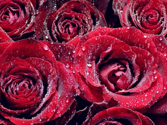 flowers for flower lovers.: Flowers wallpapers HD Rose desktop backgrounds.