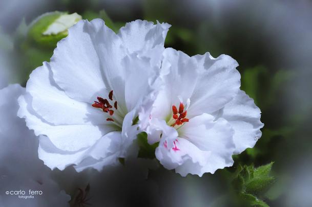flowers, Roses, Nature, Landscapes, Garden, Beauty, White, Tow, Spring 