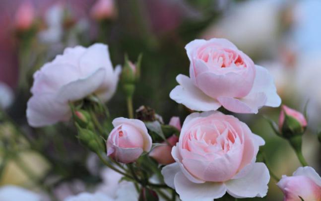 rose, Flowers, Wild, Spring, Landscape, Love, Romance, Life, Beauty 