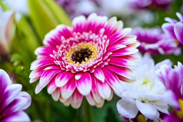 petals, Flowers, Roses, Spring, Love, Emotions, Romance, Nature, Life 