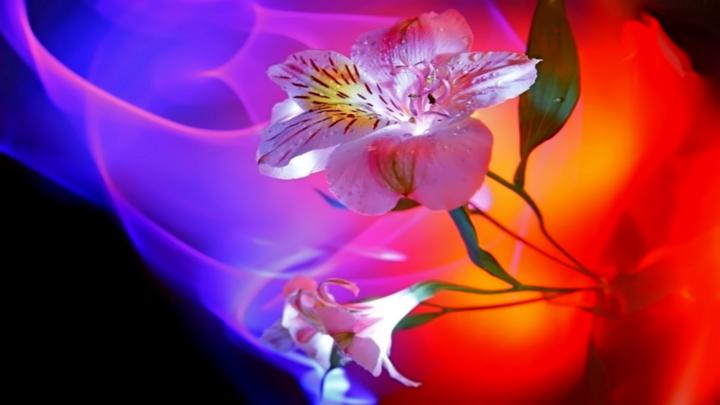 abstract beauty The Making Love \u2013 Nature Flowers HD Desktop Wallpaper