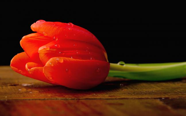 tulip flower red love - HD Desktop Wallpapers