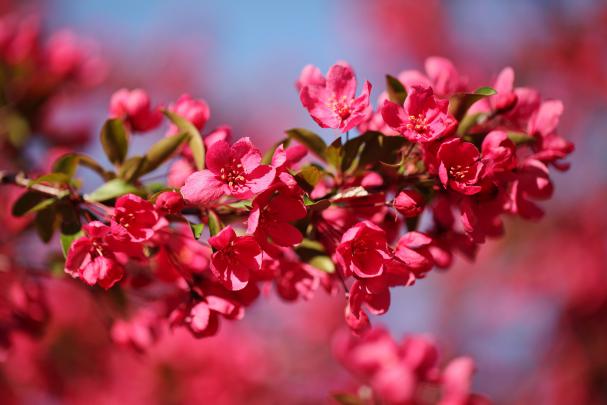 High resolution desktop wallpaper of Apple-tree branch, image of 