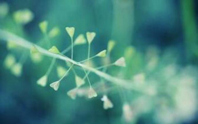 [39+] HD Wallpaper MacBook Air 11 