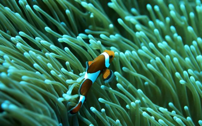Saltwater Fish Desktop Wallpaper -