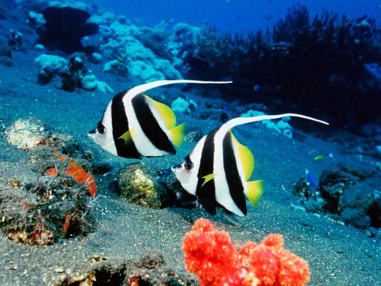 [41+] Saltwater Fish Wallpaper 